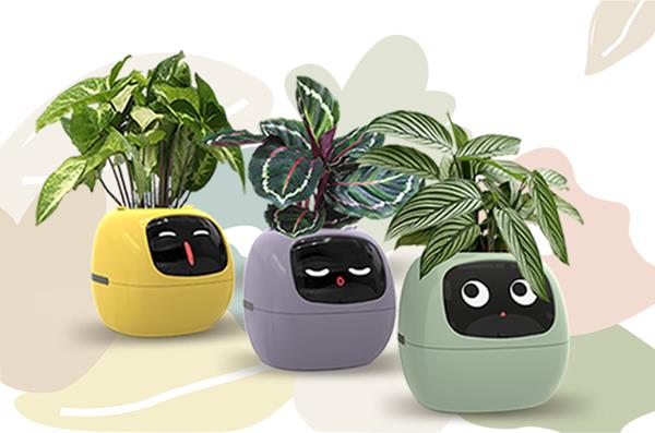 Ivy Smart Flower&nbsp;Plantsio